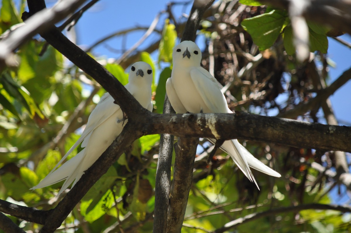 Blue-billed White-Tern - ML94844351