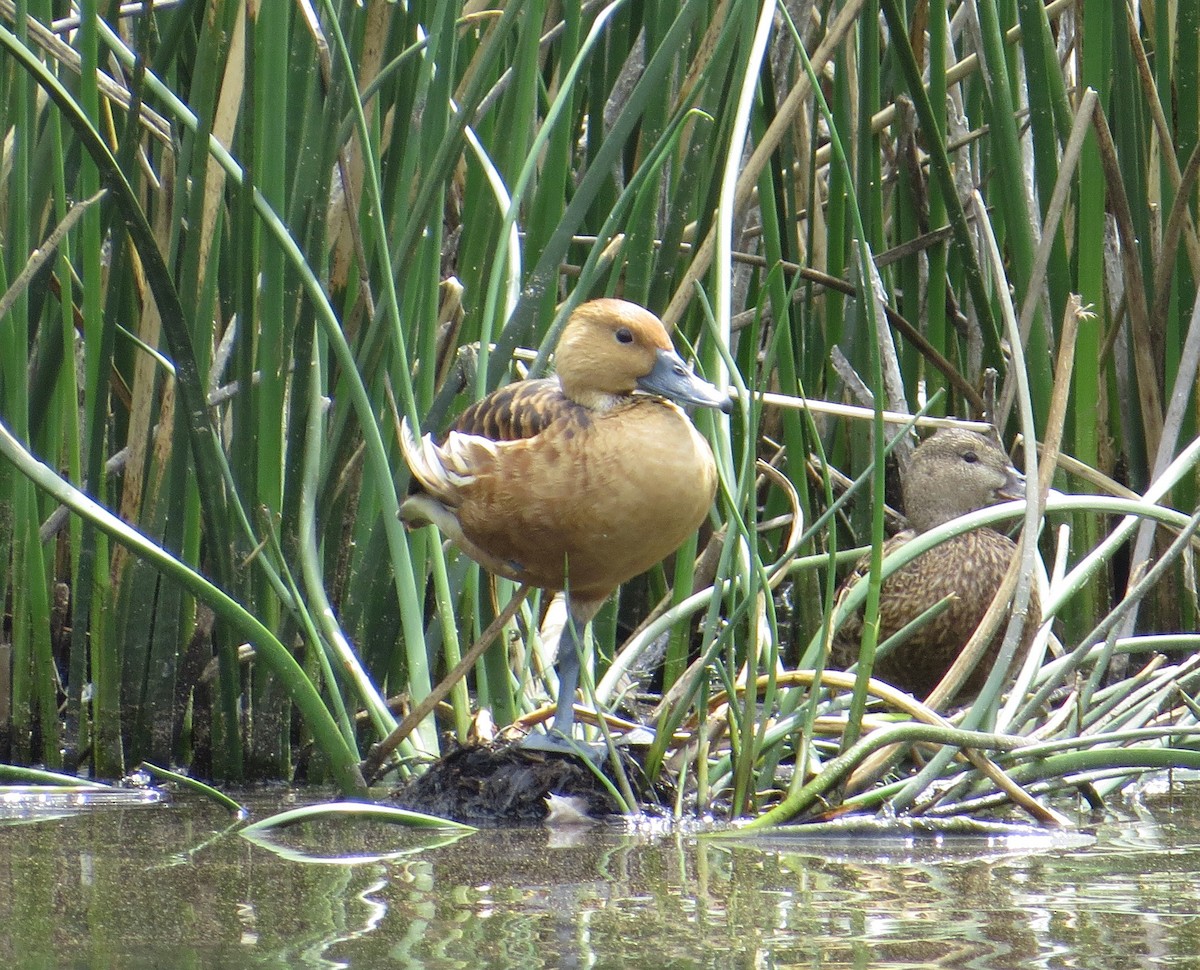 Fulvous Whistling-Duck - Brittany O'Connor