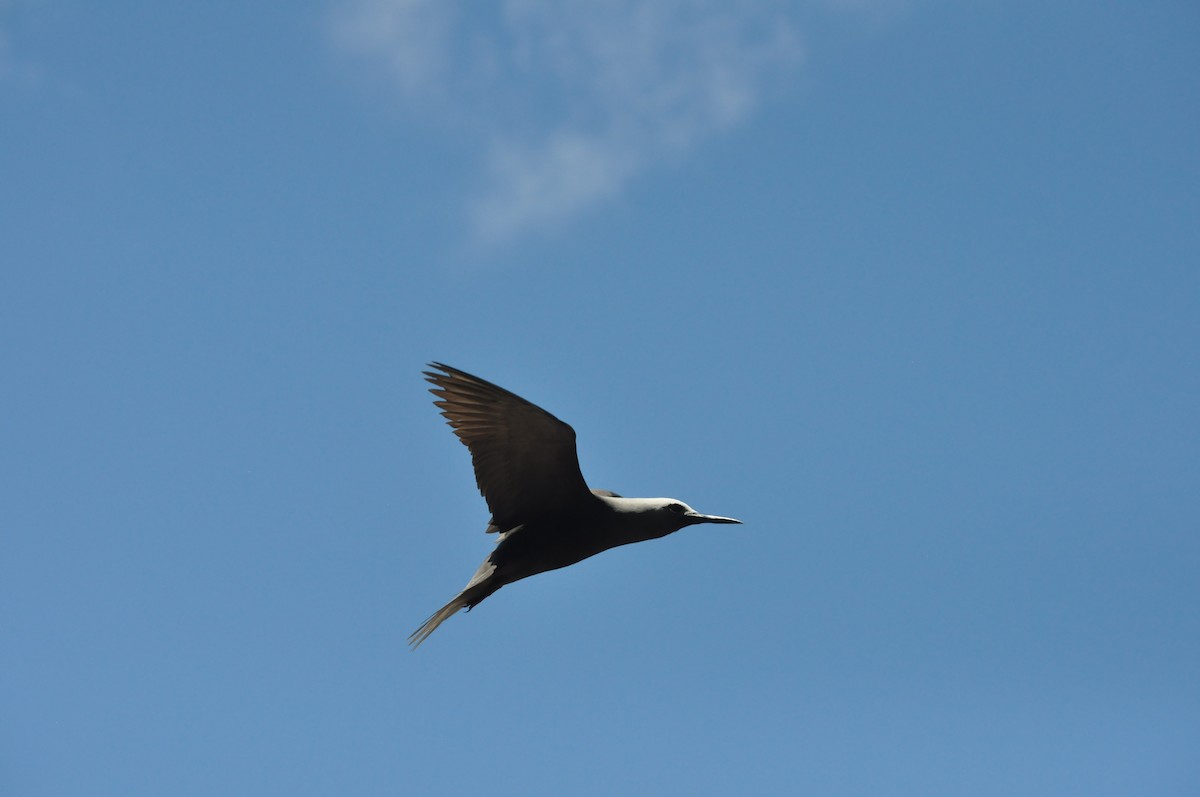 Lesser Noddy - ML94844781