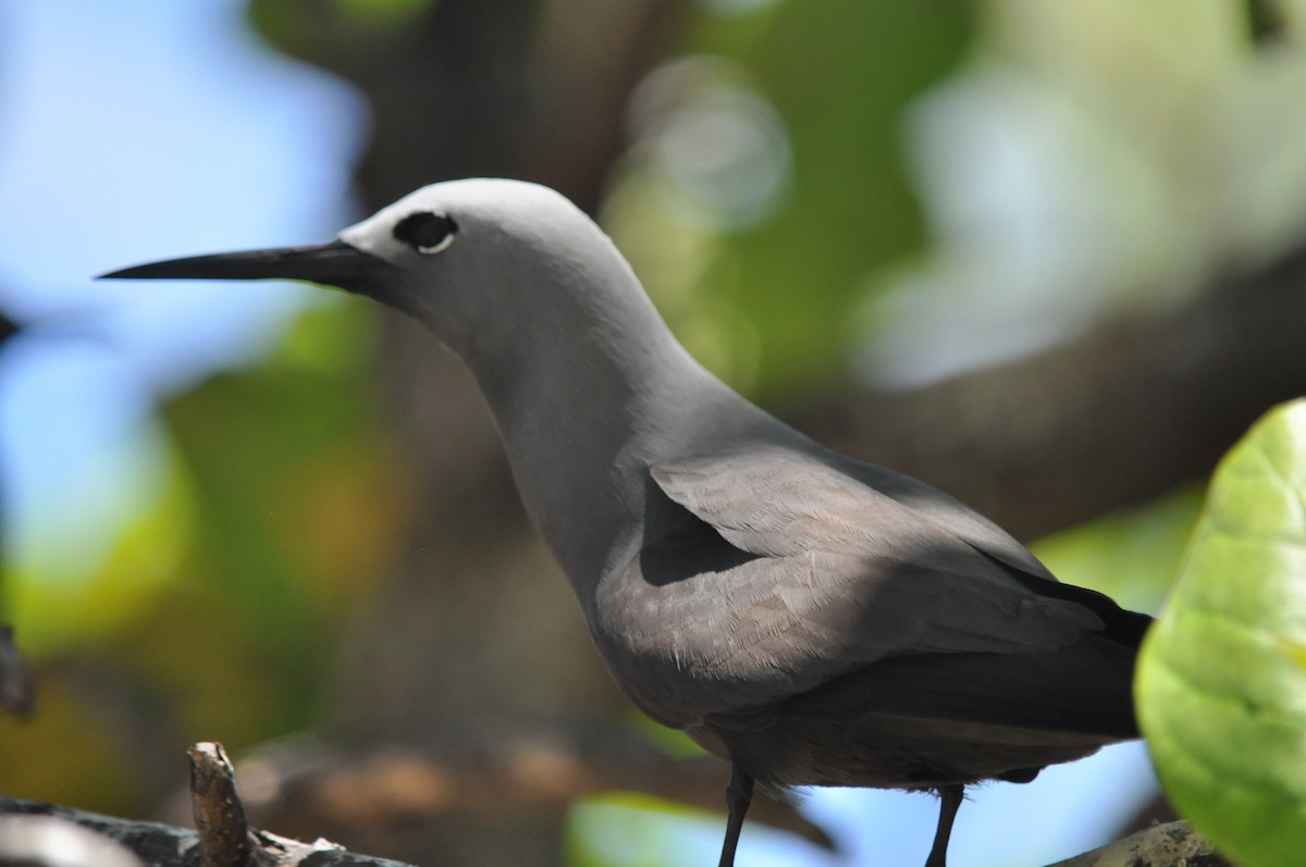 Lesser Noddy - ML94844791