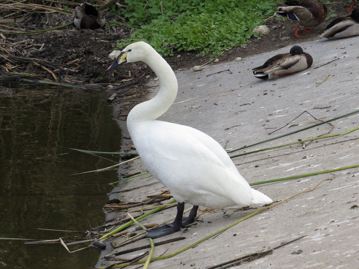 swan sp. - Brittany O'Connor