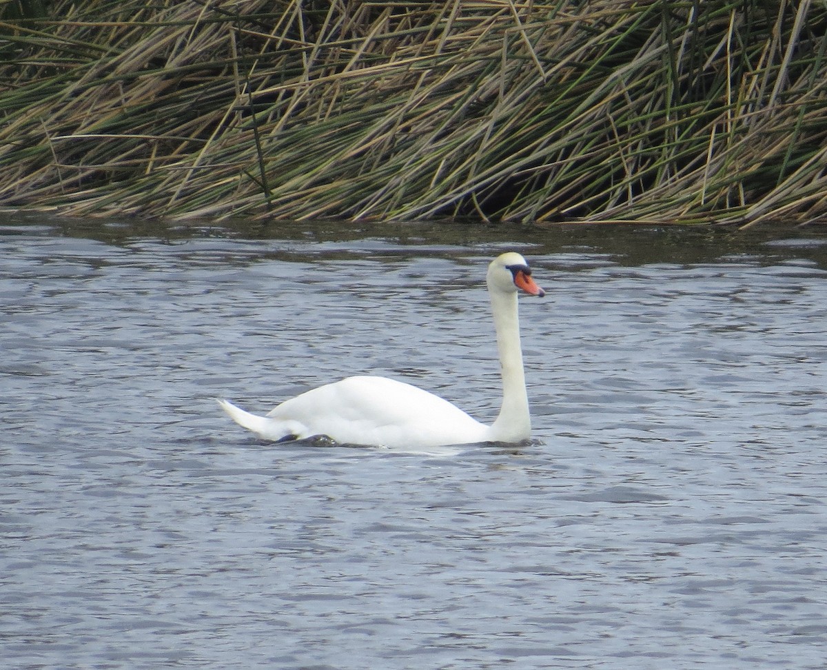 Cygne tuberculé - ML94844831