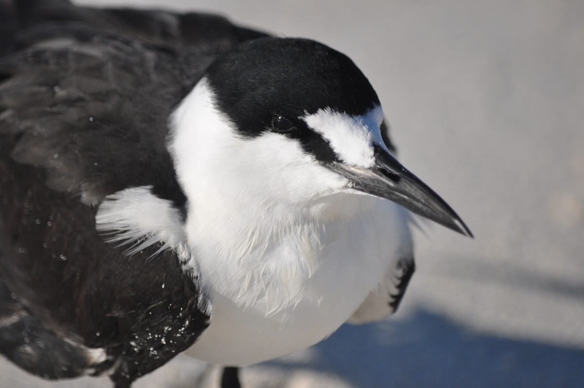 Sooty Tern - ML94845051