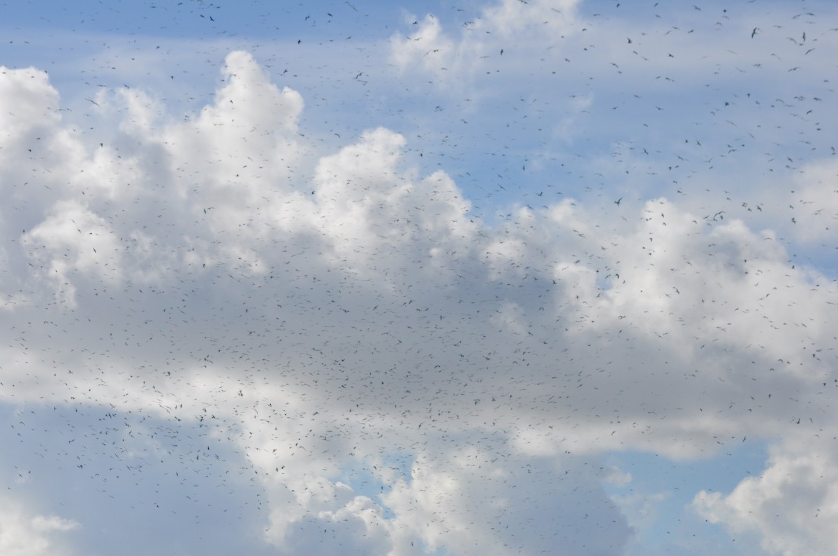 Sooty Tern - ML94845071