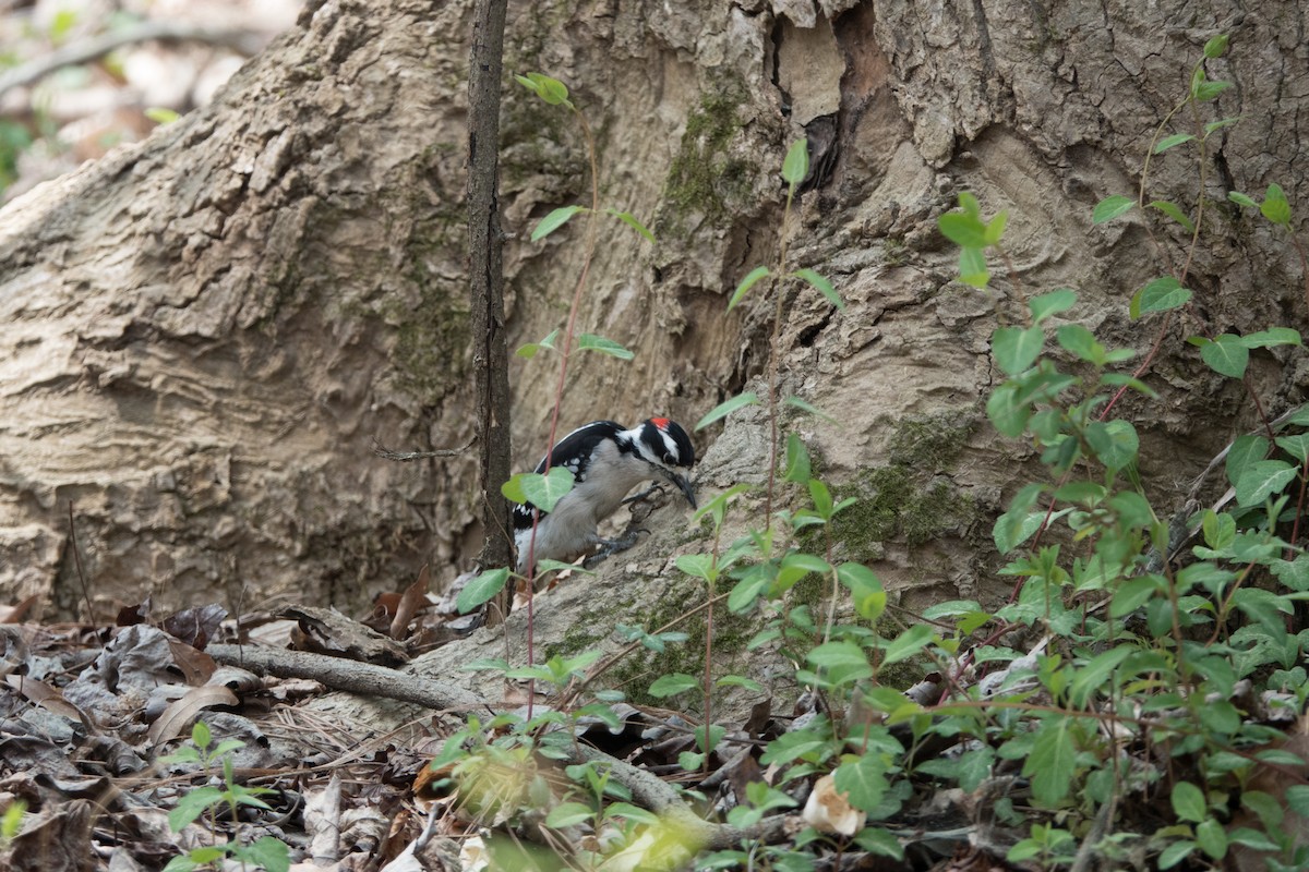 Downy Woodpecker - ML94845251