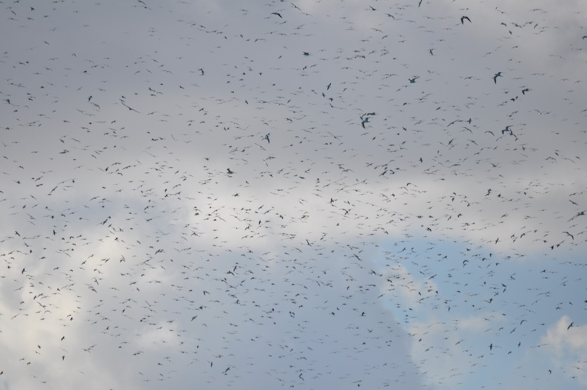 Sooty Tern - ML94845261