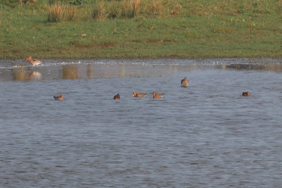 Black-tailed Godwit - ML94845701