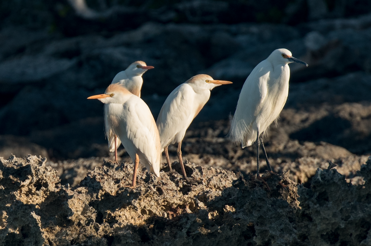 Чапля єгипетська (підвид ibis) - ML94846471