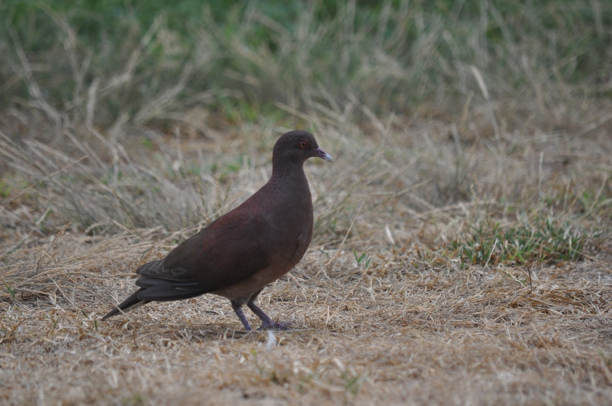 Malagasy Turtle-Dove - ML94846671