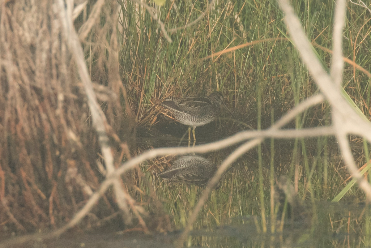 Wilson's Snipe - ML94846691