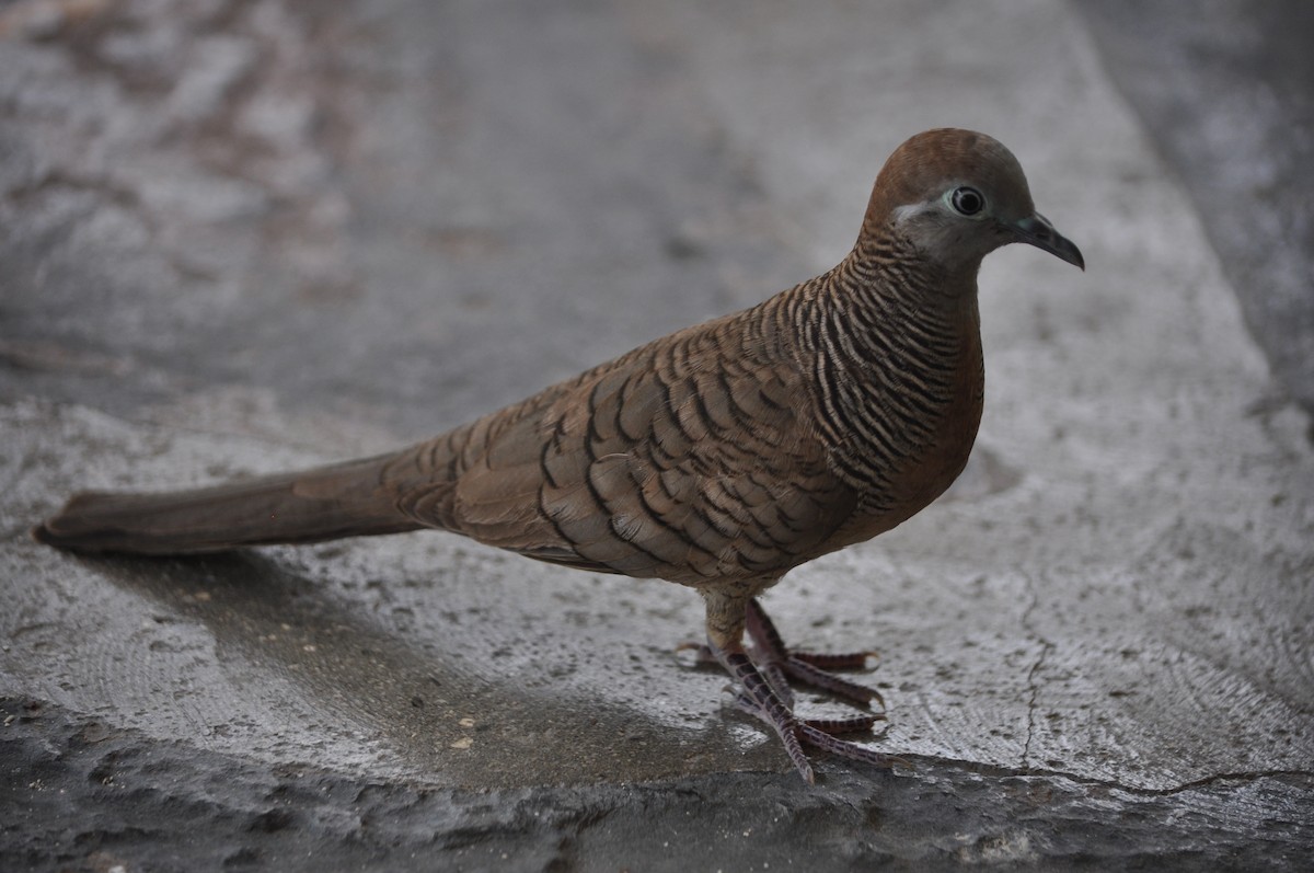 Zebra Dove - ML94846761