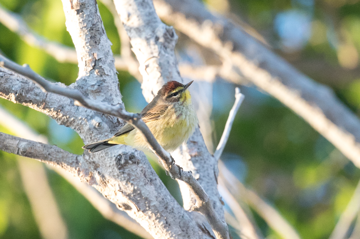 Reinita Palmera (palmarum) - ML94846791