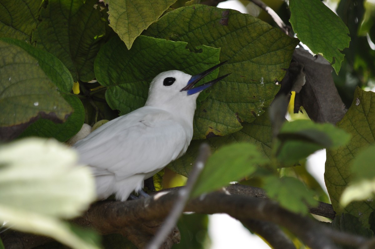 Blue-billed White-Tern - ML94846891