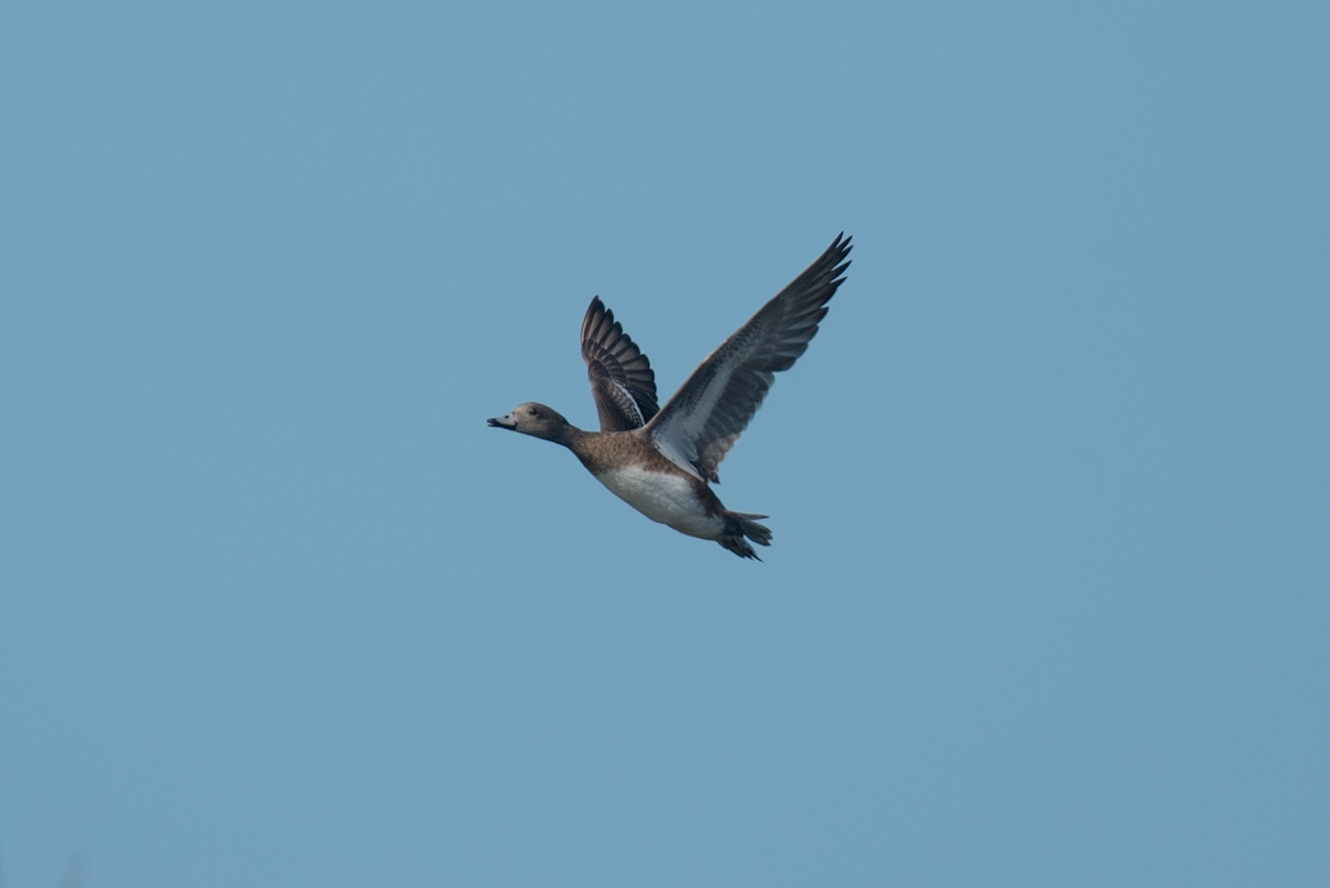 American Wigeon - ML94847491