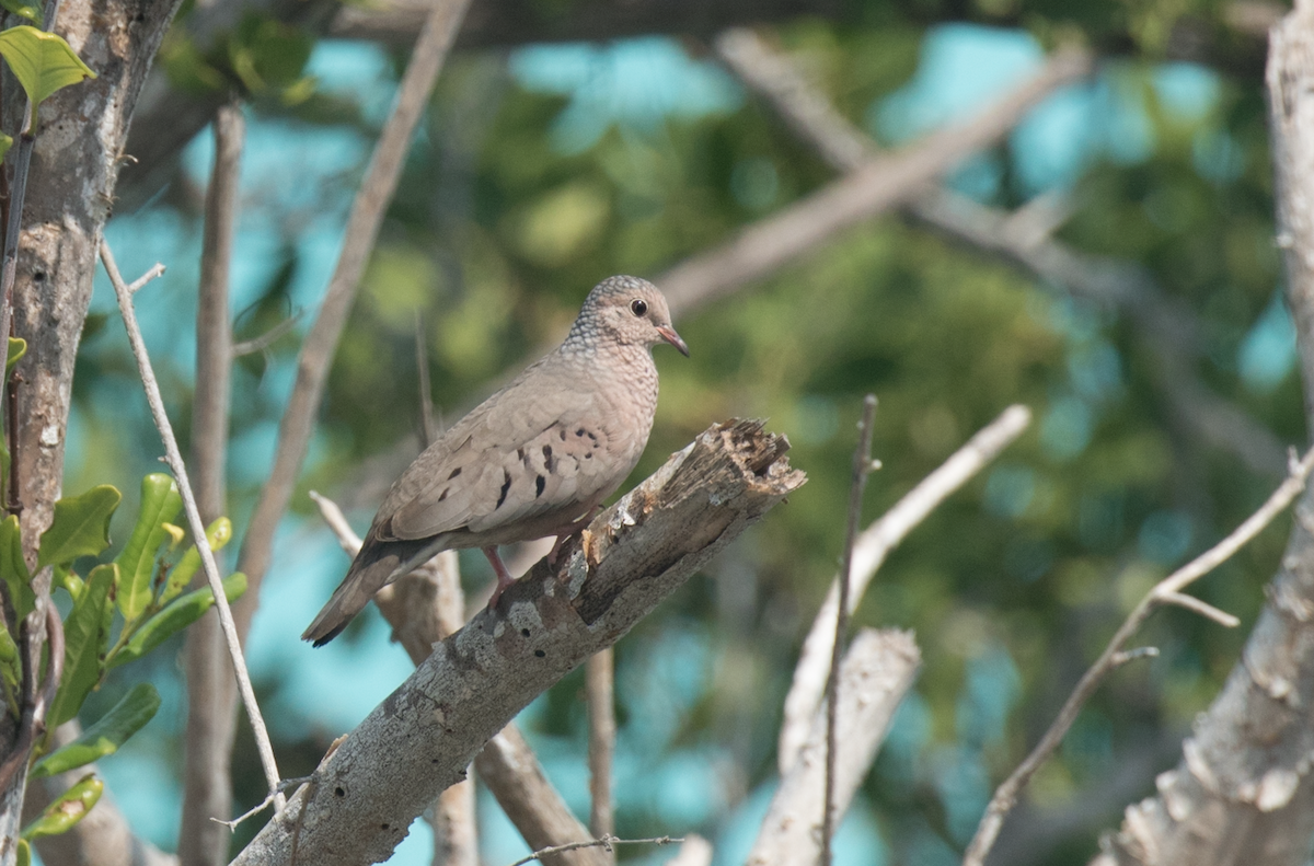 Common Ground Dove - ML94847621