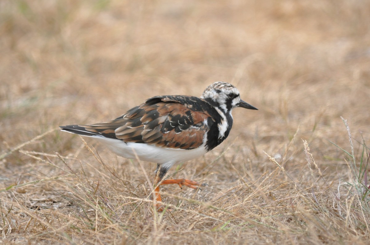 Ruddy Turnstone - ML94847681