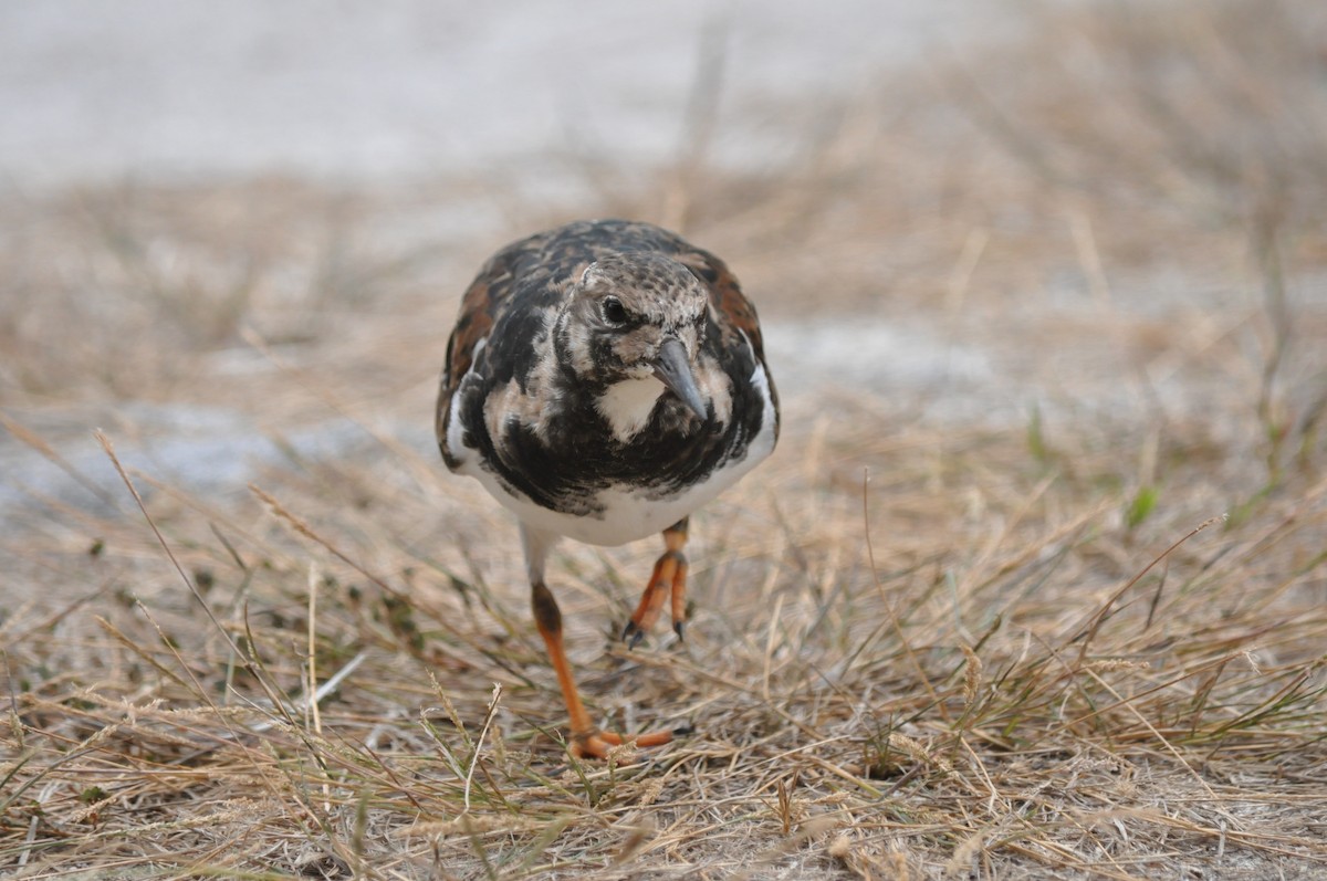 Ruddy Turnstone - ML94847691