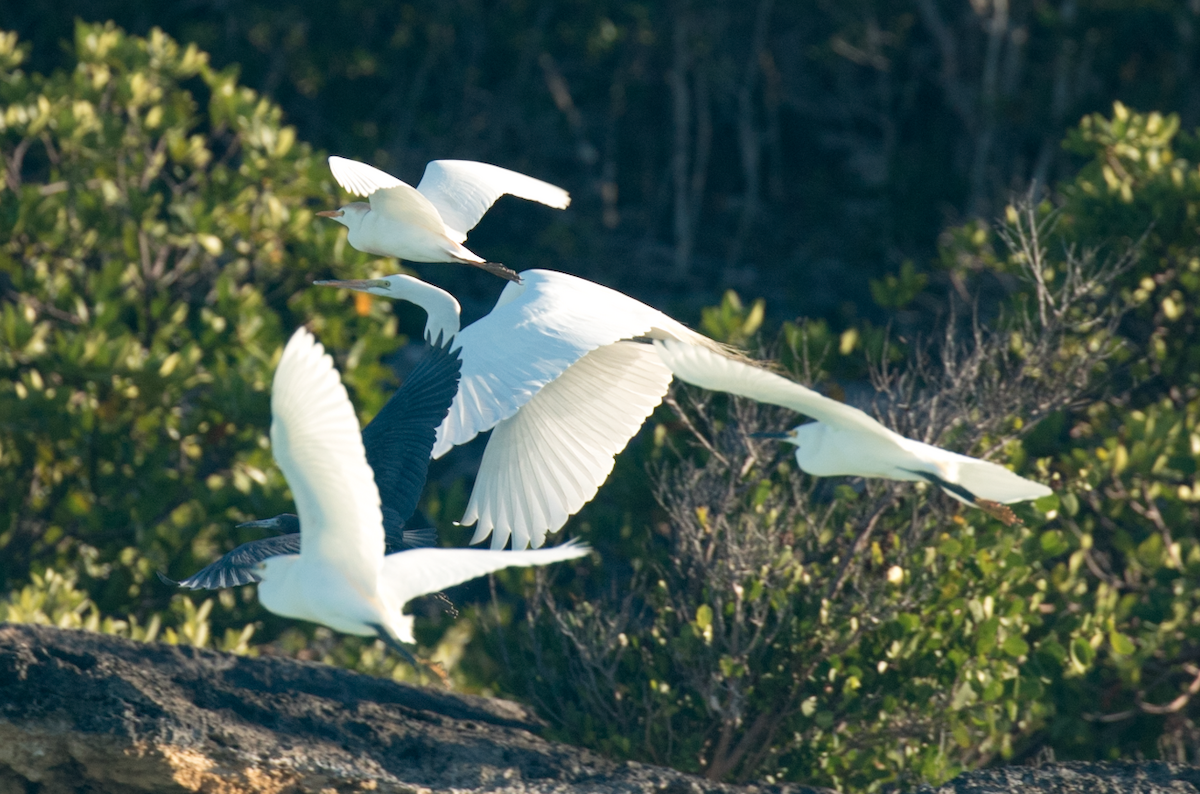 Great Egret - ML94847711