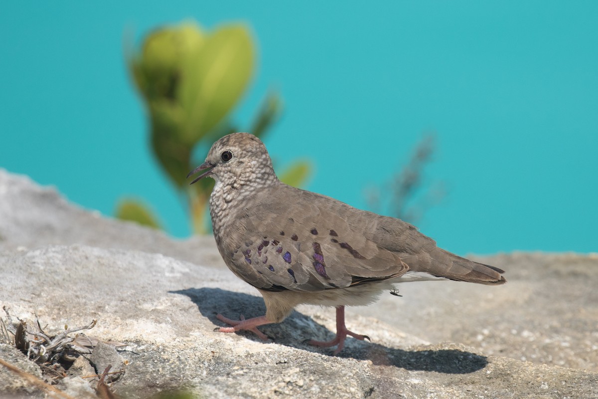 Common Ground Dove - ML94848151