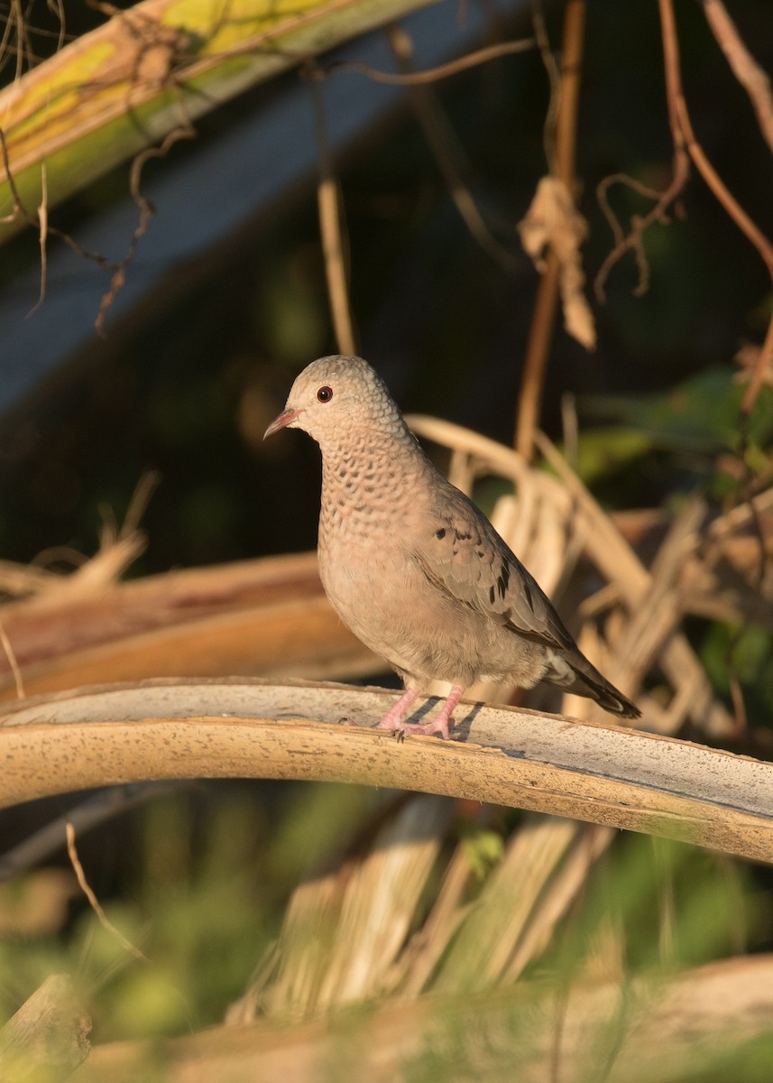 Common Ground Dove - ML94848161