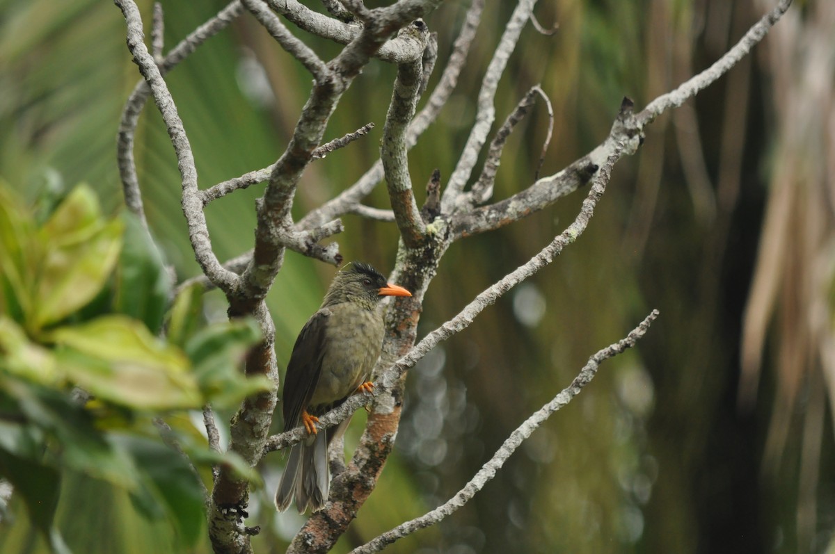 Seychelles Bulbul - ML94848231