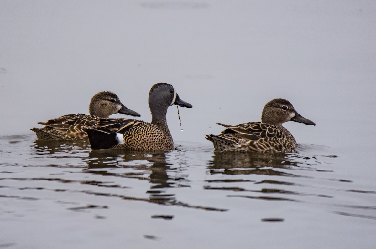 Blue-winged Teal - ML94848461