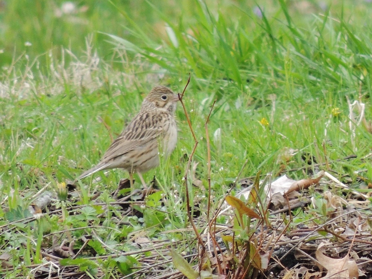 Vesper Sparrow - ML94849461