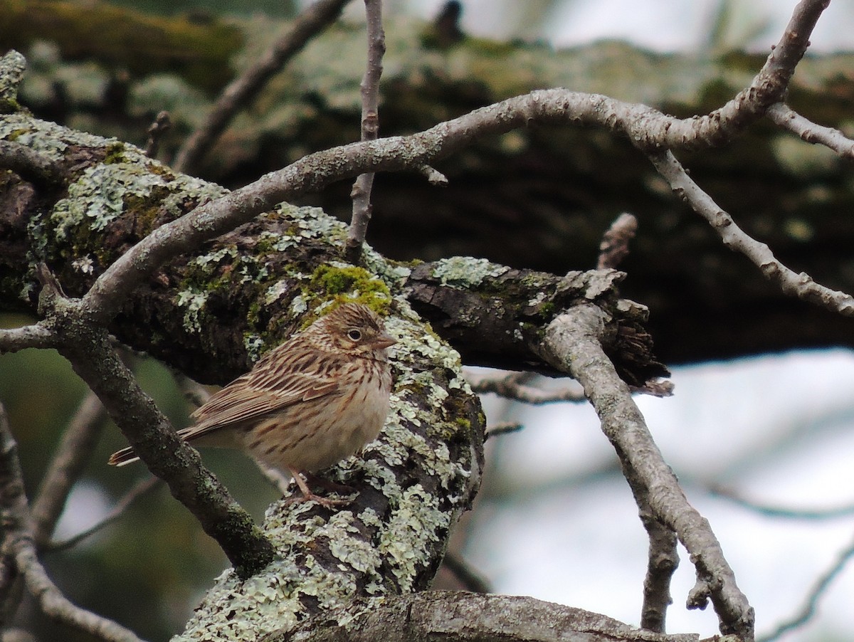 Vesper Sparrow - ML94849481