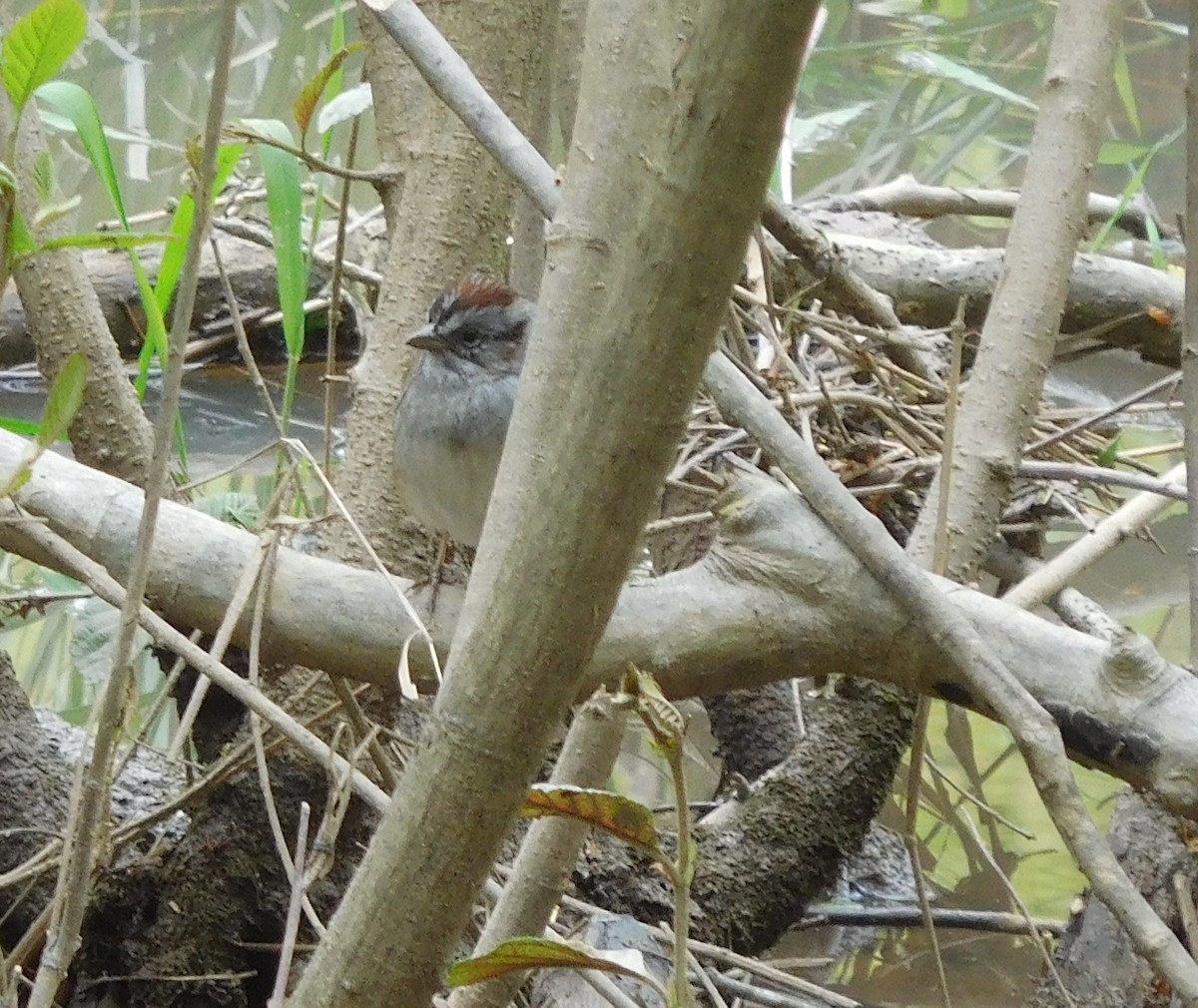 Swamp Sparrow - ML94850581