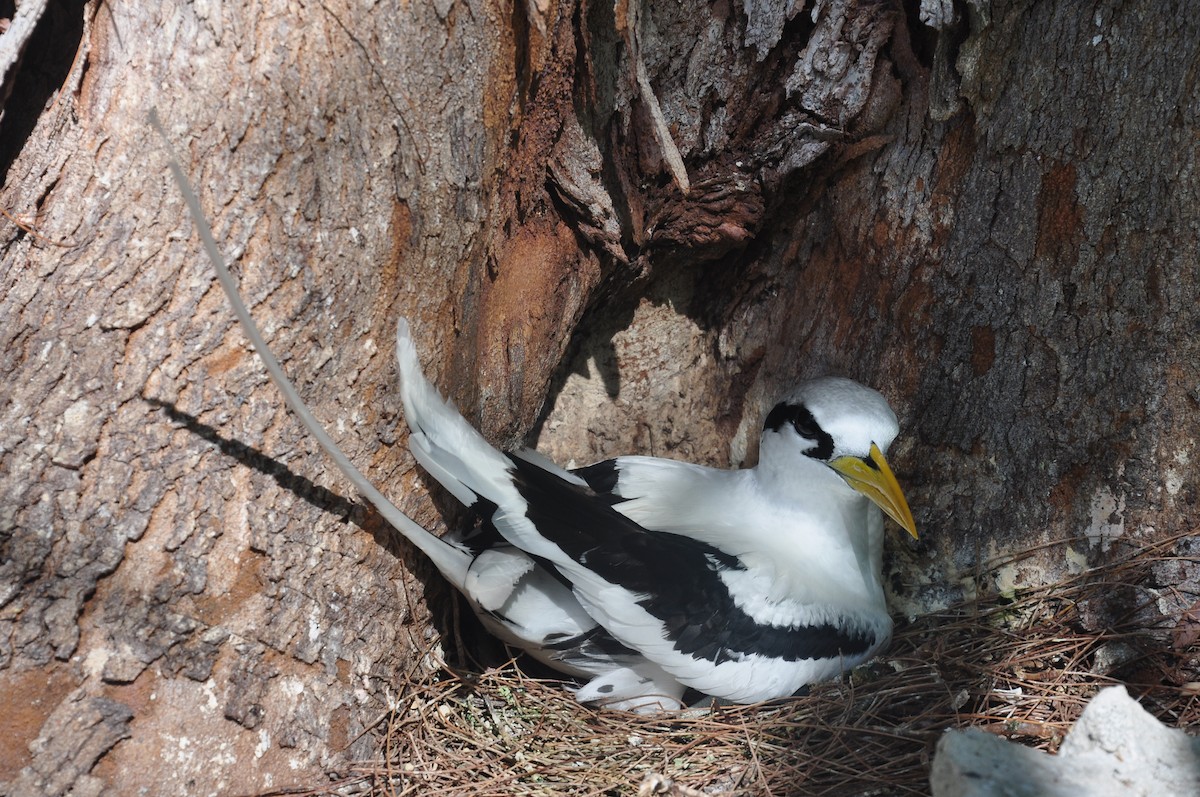 White-tailed Tropicbird - ML94852351