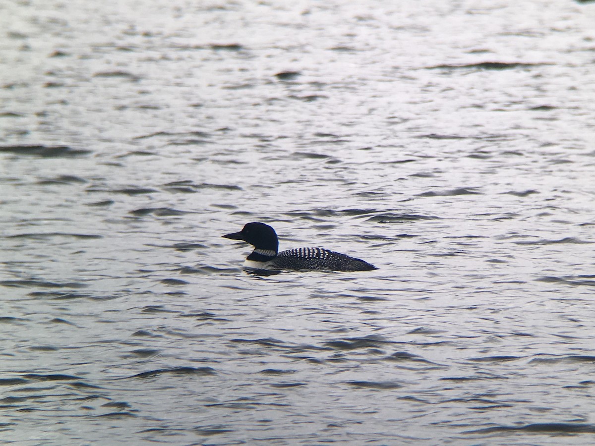 Common Loon - ML94852831