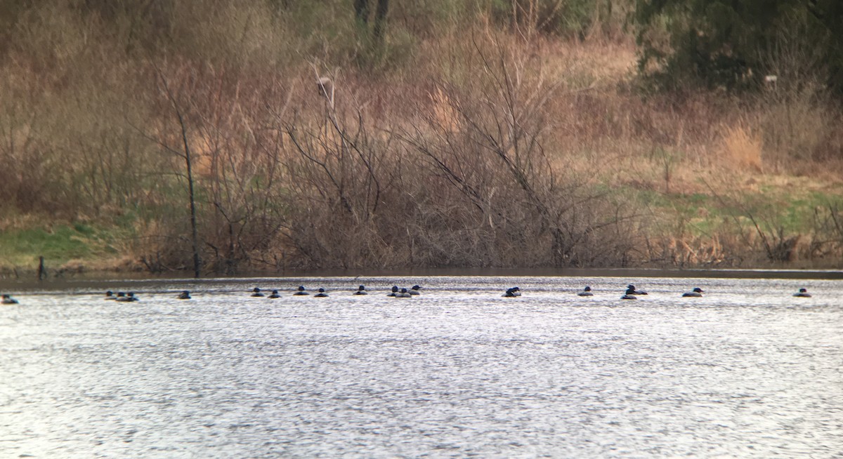 Common Loon - ML94852891