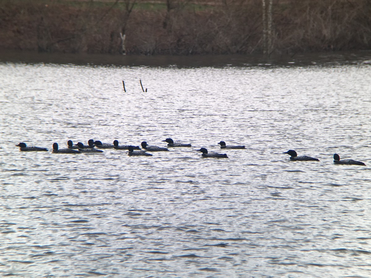 Common Loon - ML94852931