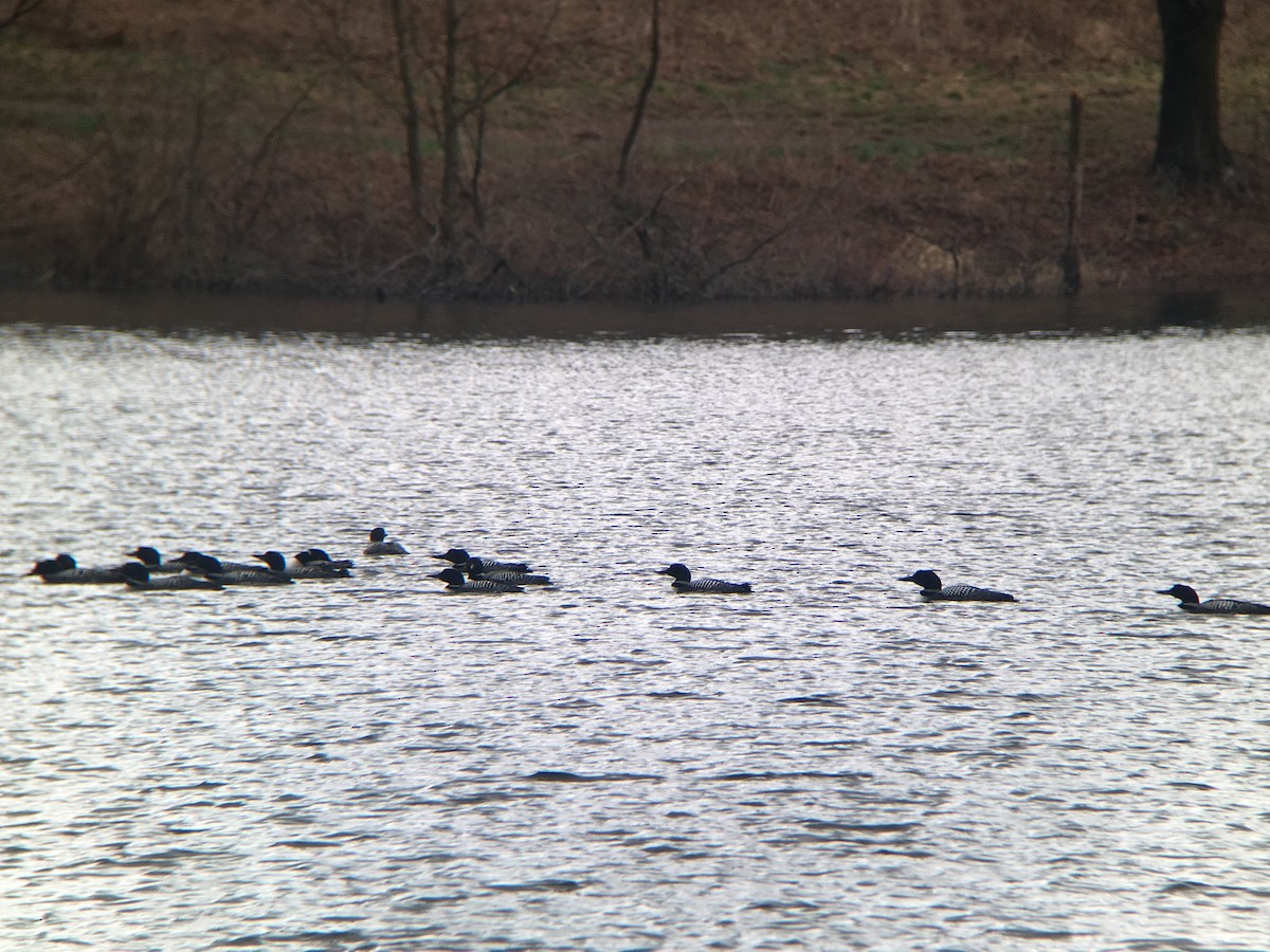 Common Loon - ML94852981