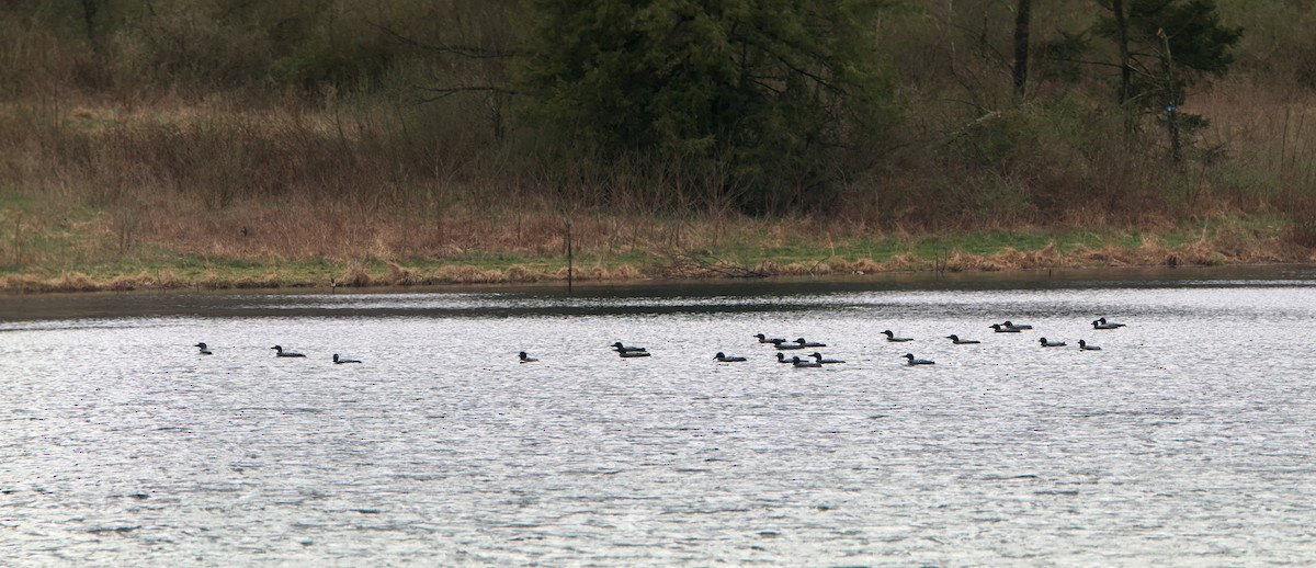 Plongeon huard - ML94853061