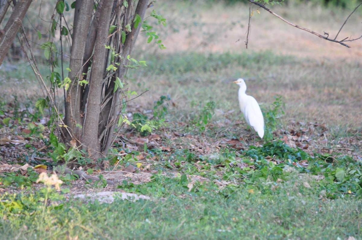 Western Cattle-Egret - ML94853181