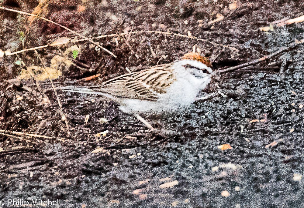 Chipping Sparrow - ML94853911