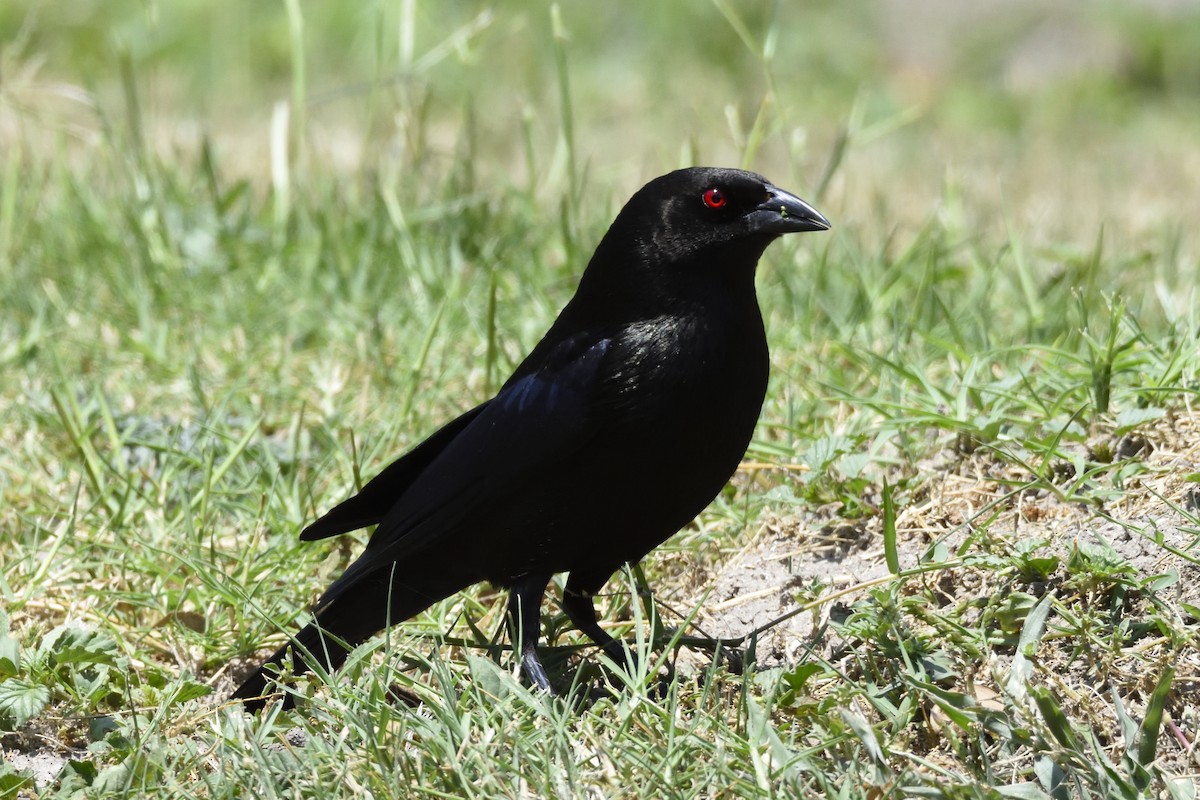 Bronzed Cowbird - ML94854441