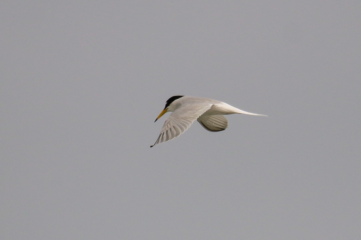 Little Tern - ML94854461