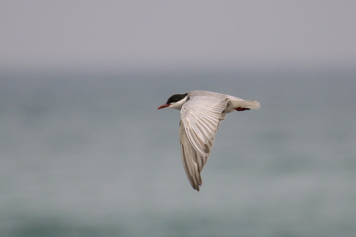 Whiskered Tern - Tommy Pedersen