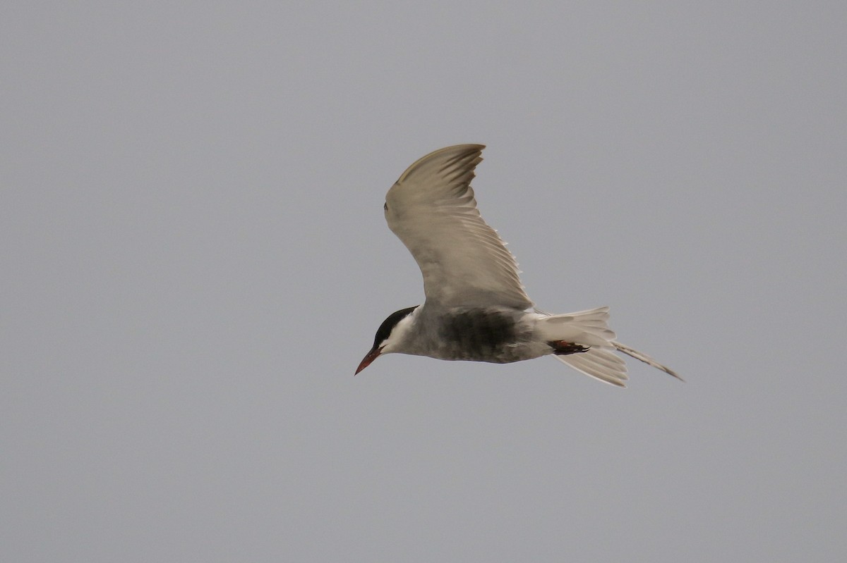 Whiskered Tern - ML94854521