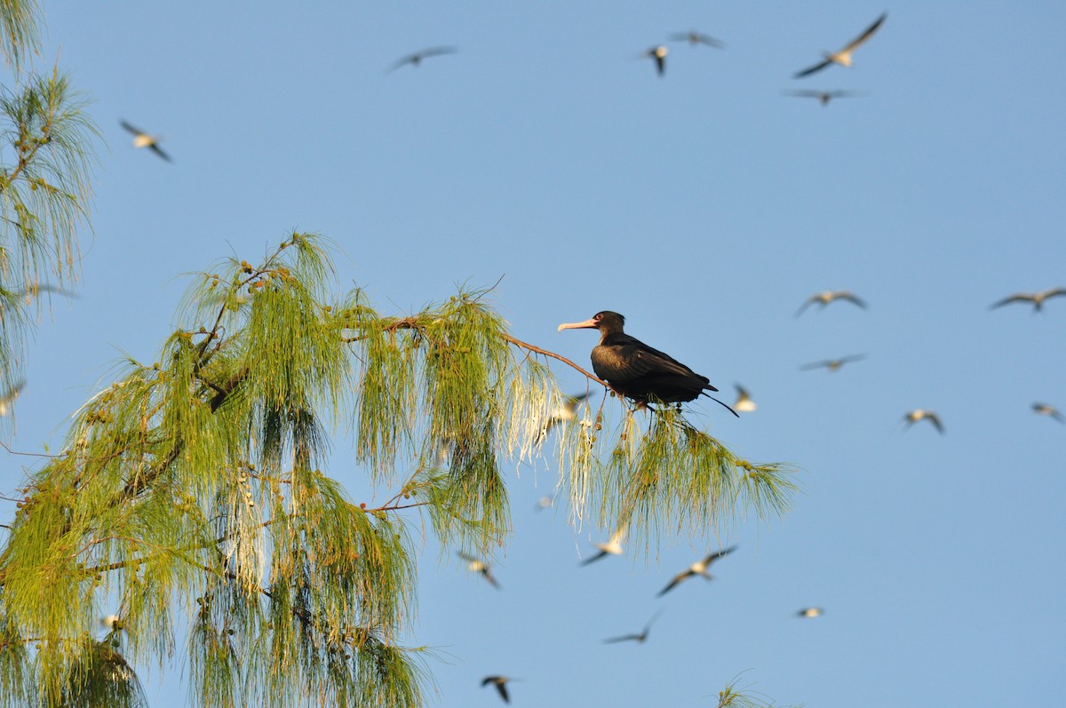 Great Frigatebird - ML94854581