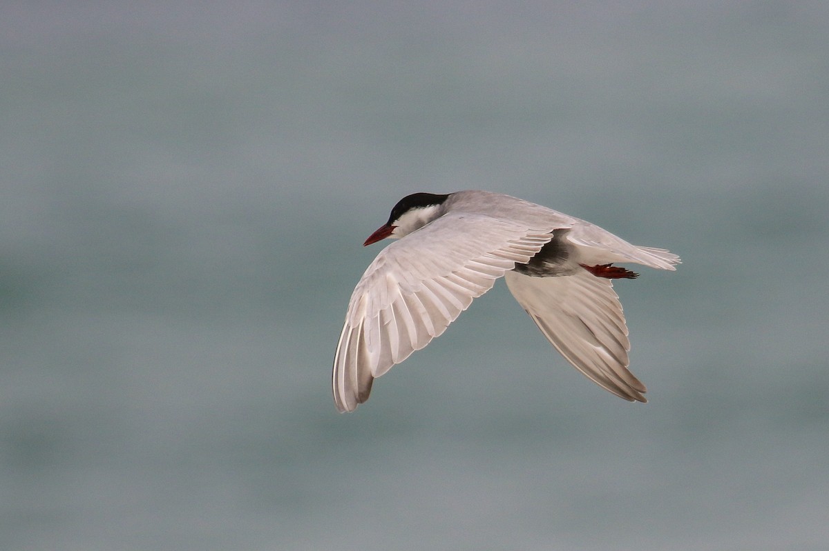 Whiskered Tern - ML94854621