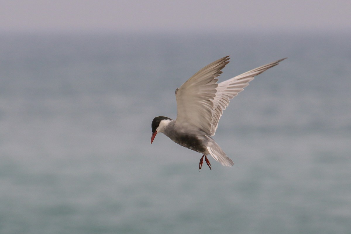 Whiskered Tern - ML94854651