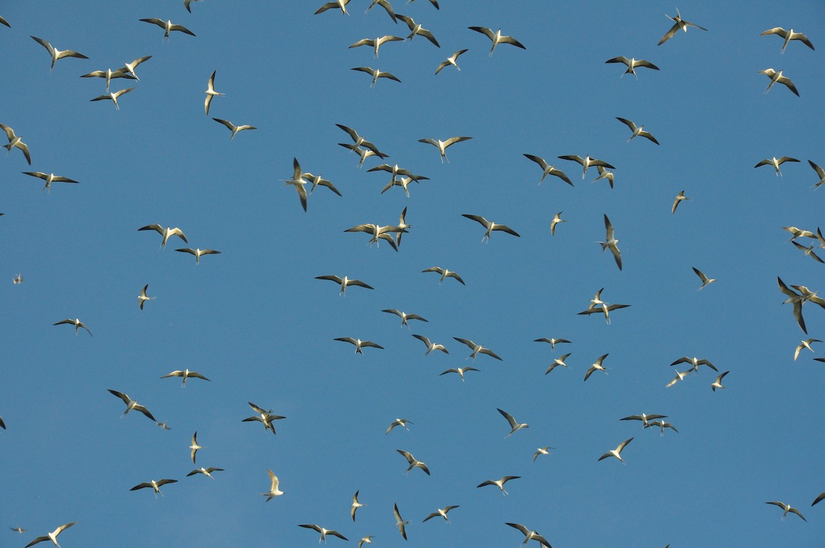 Sooty Tern - ML94856551