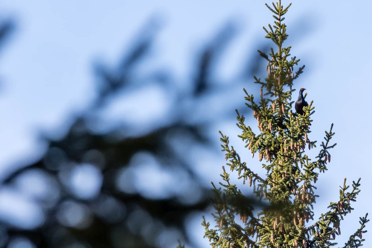 Black Grouse - ML94857221