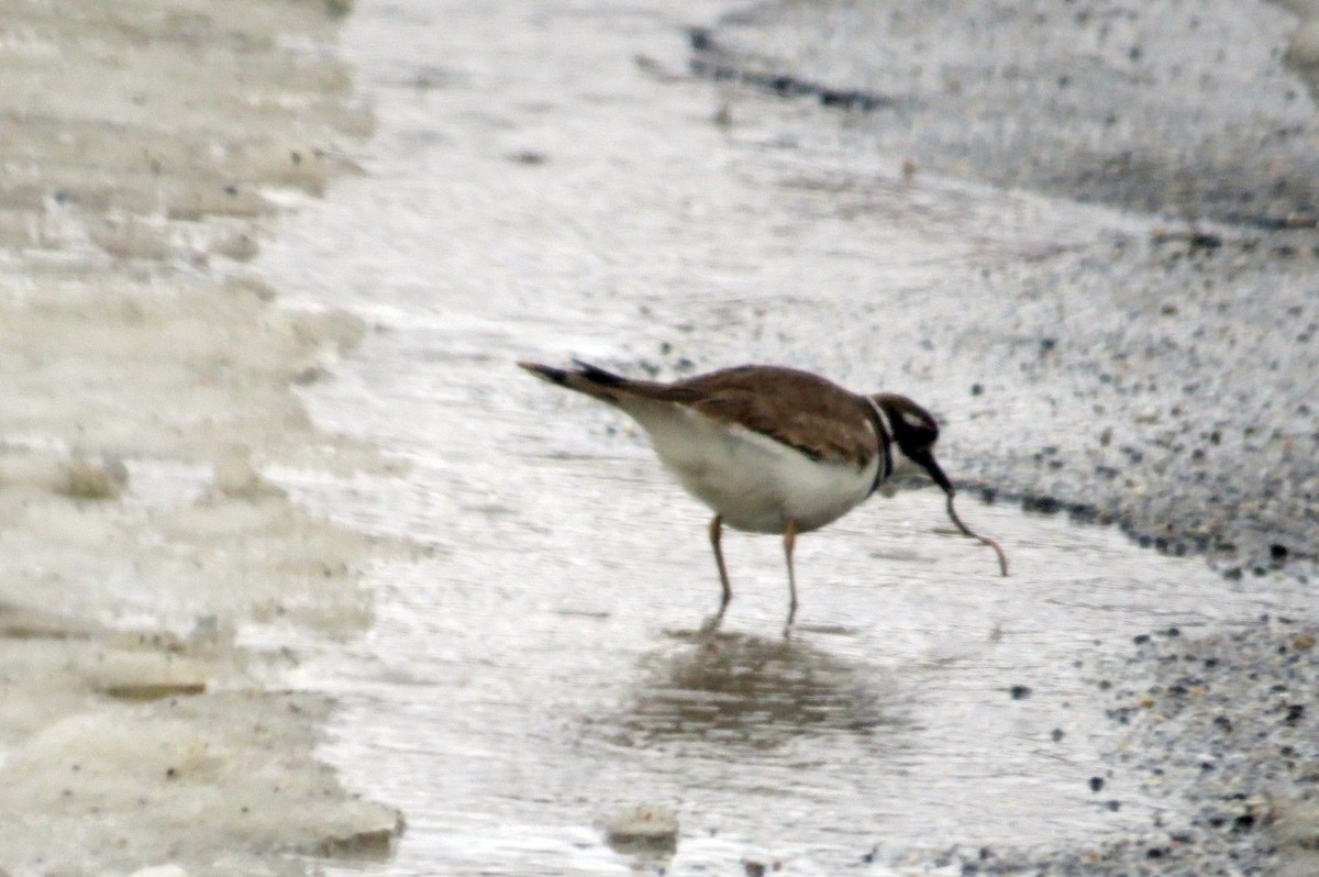 Killdeer - David Small