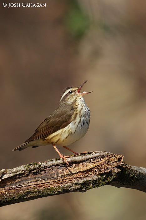 Louisiana Waterthrush - Josh Gahagan