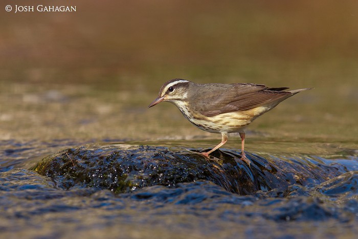 Louisiana Waterthrush - Josh Gahagan