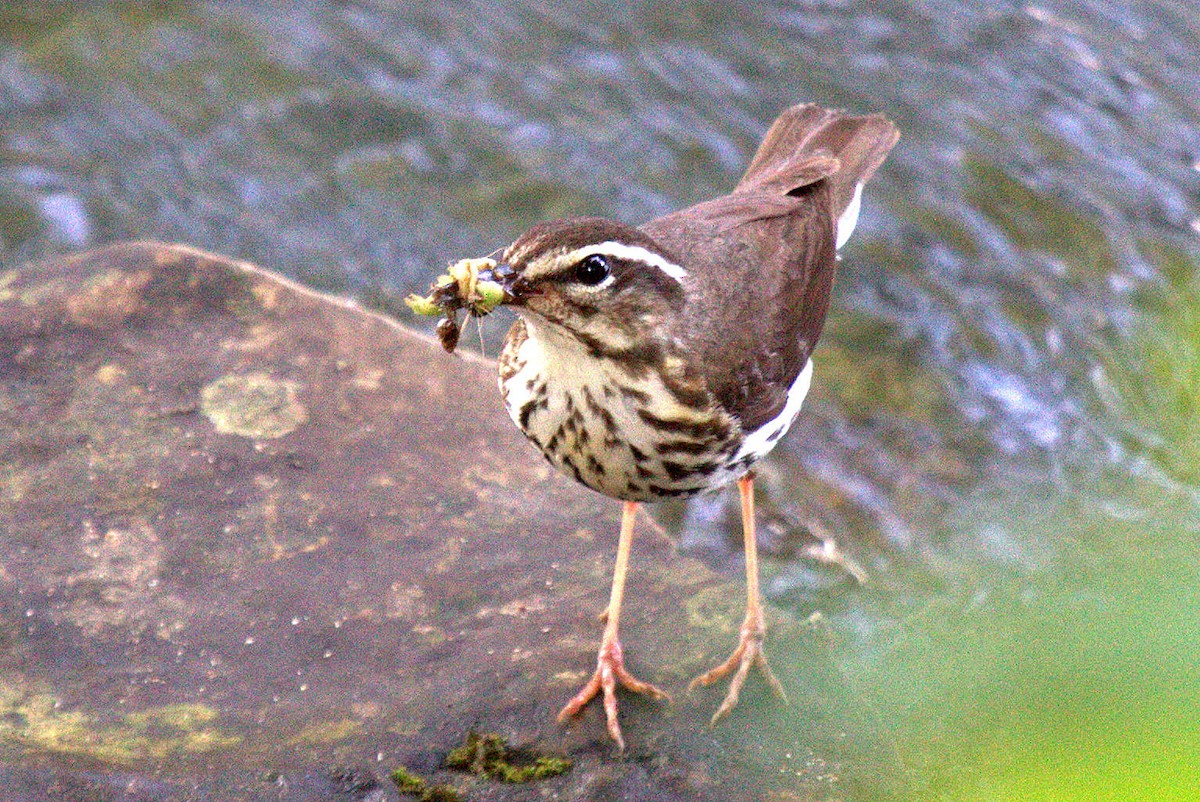 Louisiana Waterthrush - Angela Hardy